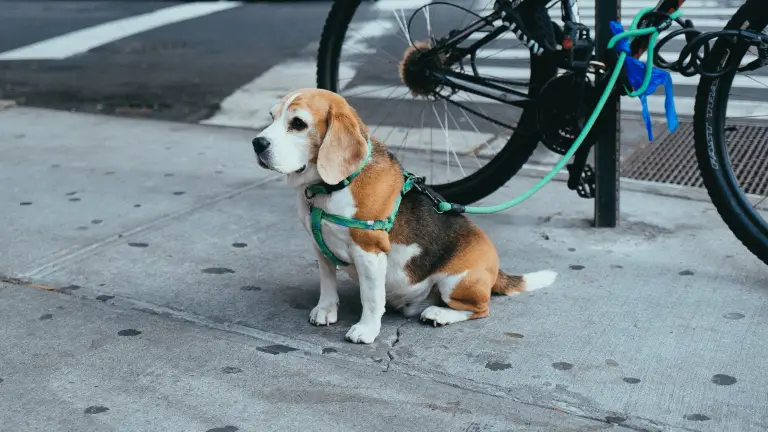 4 Helpful Tips For Biking with Your Dog: What You Need to Bring