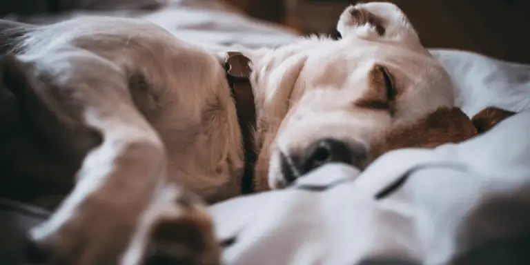 Is Diarrhea a Symptom of COVID 19 in Dogs: What is CCoV?