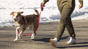 can i walk my dog during coronavirus