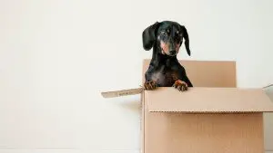 moving with a dog