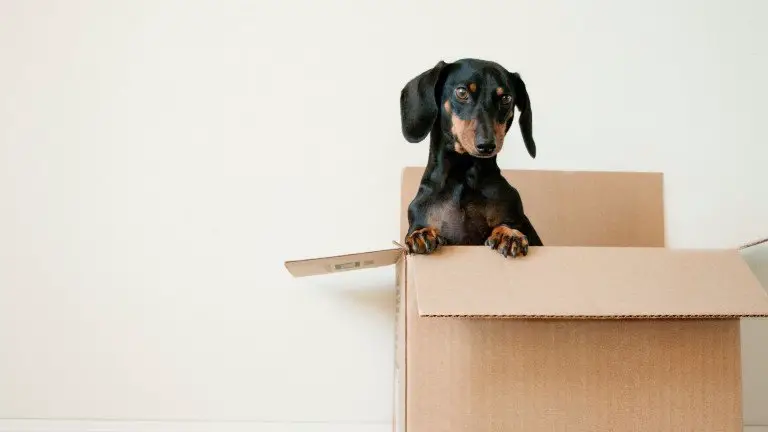 6 Helpful Tips in Moving with a Dog