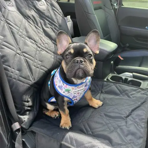 Dog Car Seat Covers 19 pp-customer-images_0005_pardon.our.frenchies-01