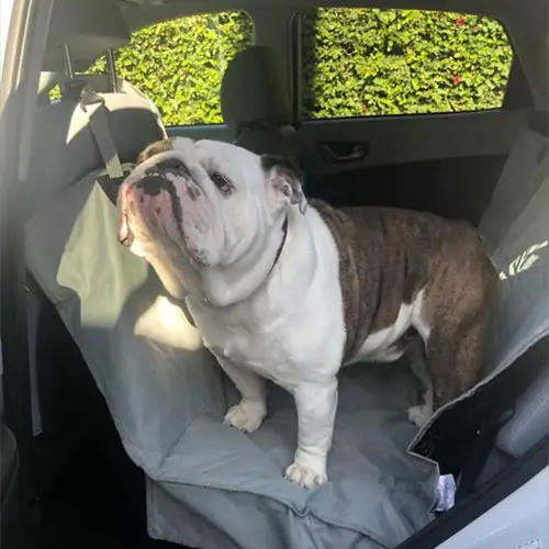 Dog Car Seat Covers 18 pp-customer-images_0010_movin__like_jagger-03