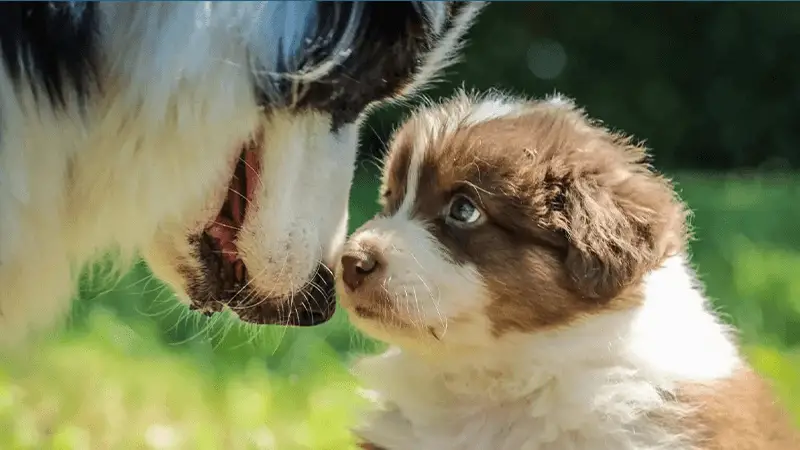 what-to-feed-pregnant-dog