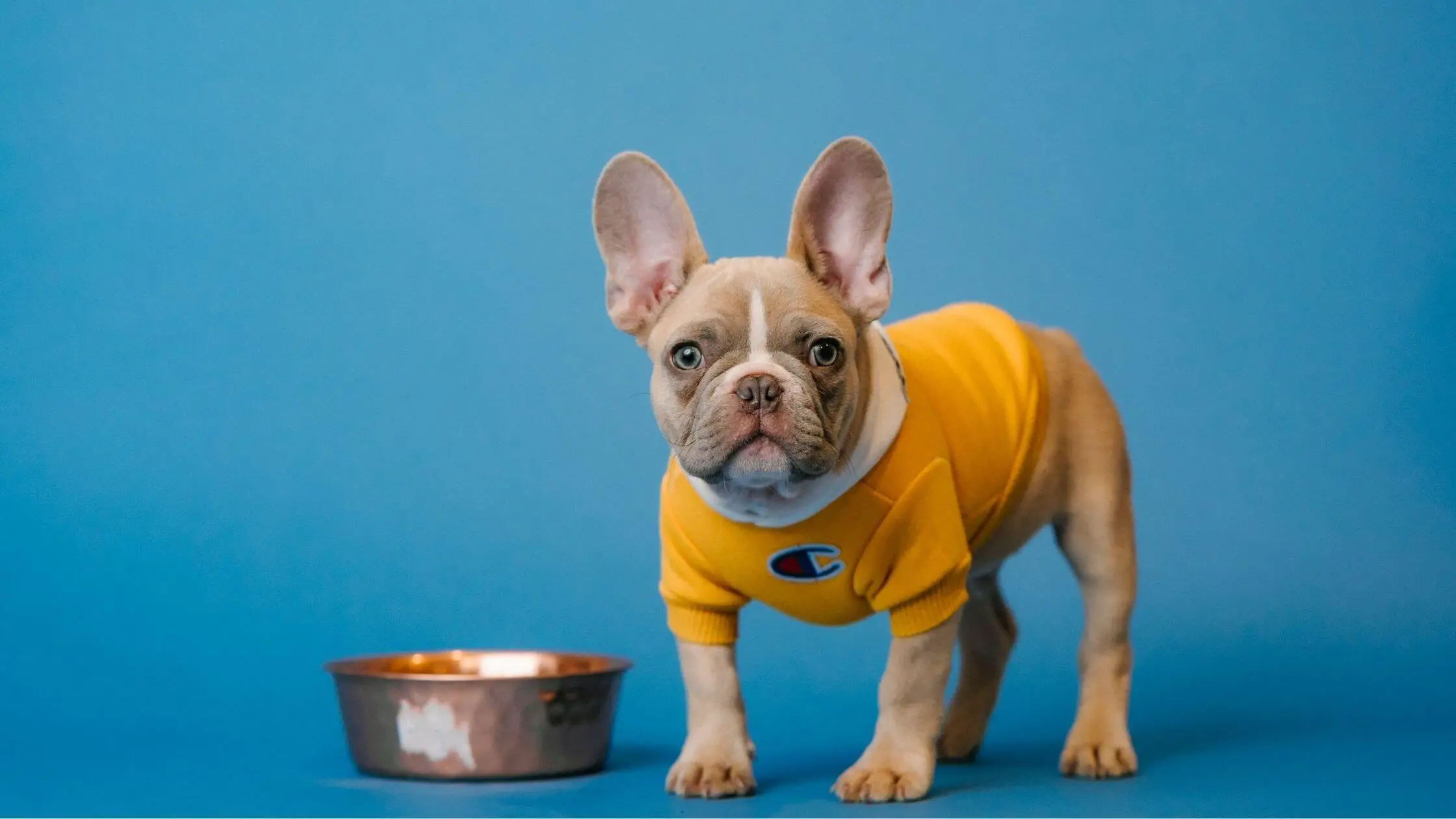 Best training treats for French bulldog puppies