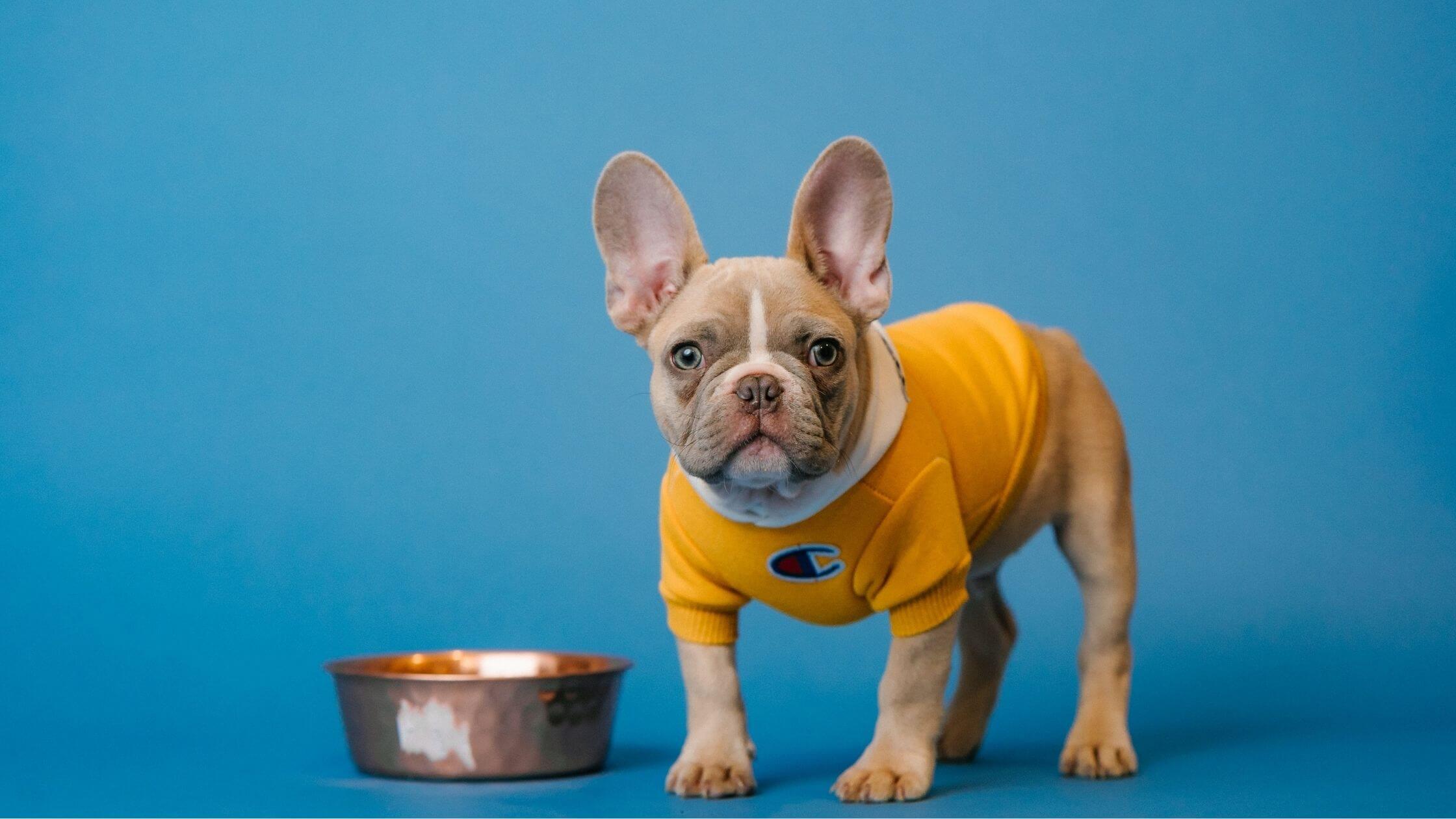 can a french bulldog be given rawhide every day