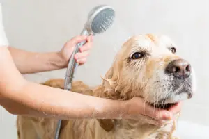 How to restrain a dog while grooming