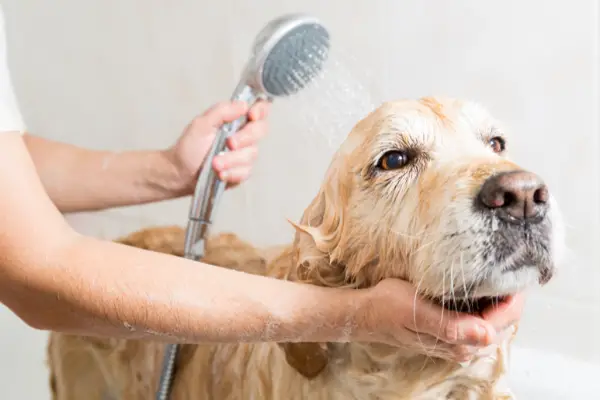 7 Best Tips To Restrain A Dog While Grooming