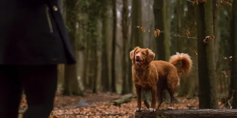 Best Places To Travel With Dog 2 Best Places To Travel With Dog