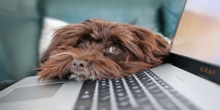 How to Buy a Dog Online Without Getting Scammed