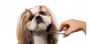Best Dog Grooming Scissors