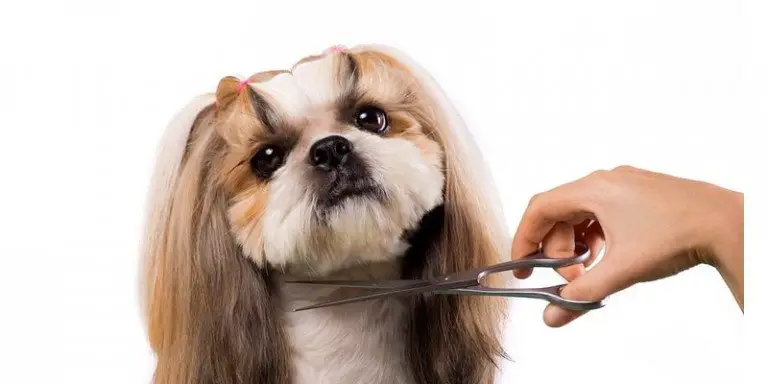Best Dog Grooming Scissors – That Will Help You Trim Your Furry Pet!