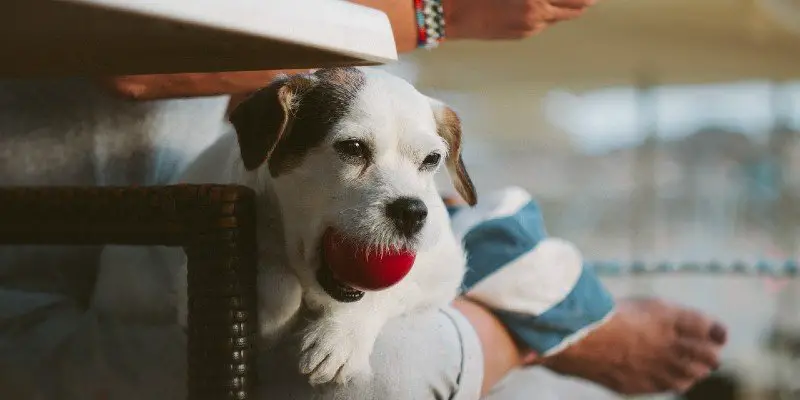 How to Stop Your Dog From Jumping On People 2 how to stop dog from jumping on people