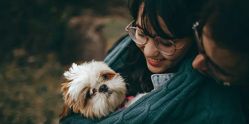 How to Buy a Dog Online Without Getting Scammed 3 How to avoid puppy scams online