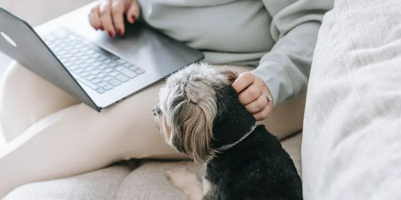 how to buy a dog online
