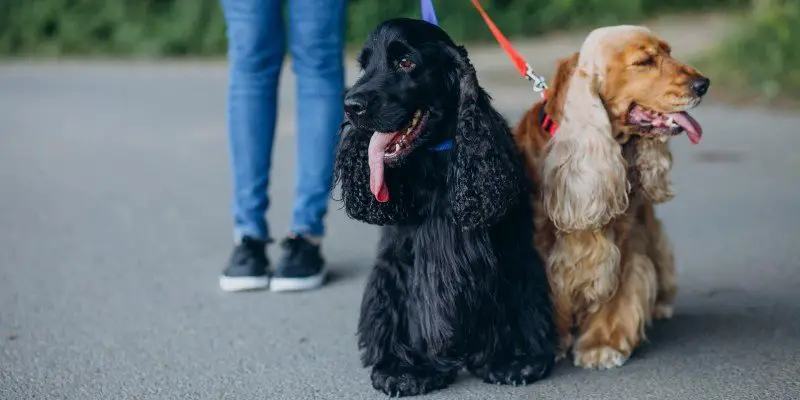 How to Stop Your Dog From Jumping On People 3 How to train your dog to stop jumping