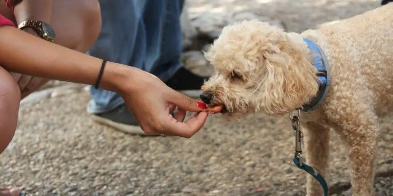  Teaching Dogs Not to Jump on People