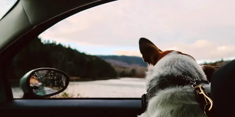 Traveling With a Dog in Europe 2 tips for traveling with a dog
