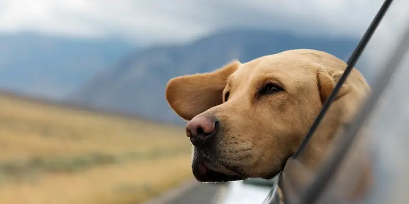 what to bring when traveling with a dog