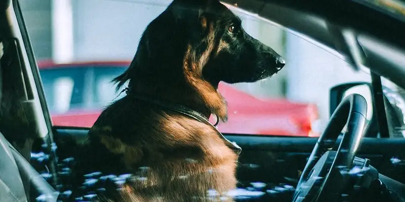 Traveling With a Dog in Europe 4 travel with pets