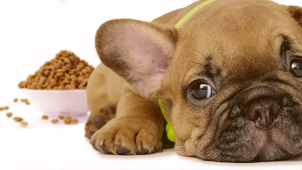 Top Dog Foods For Dogs With Allergies