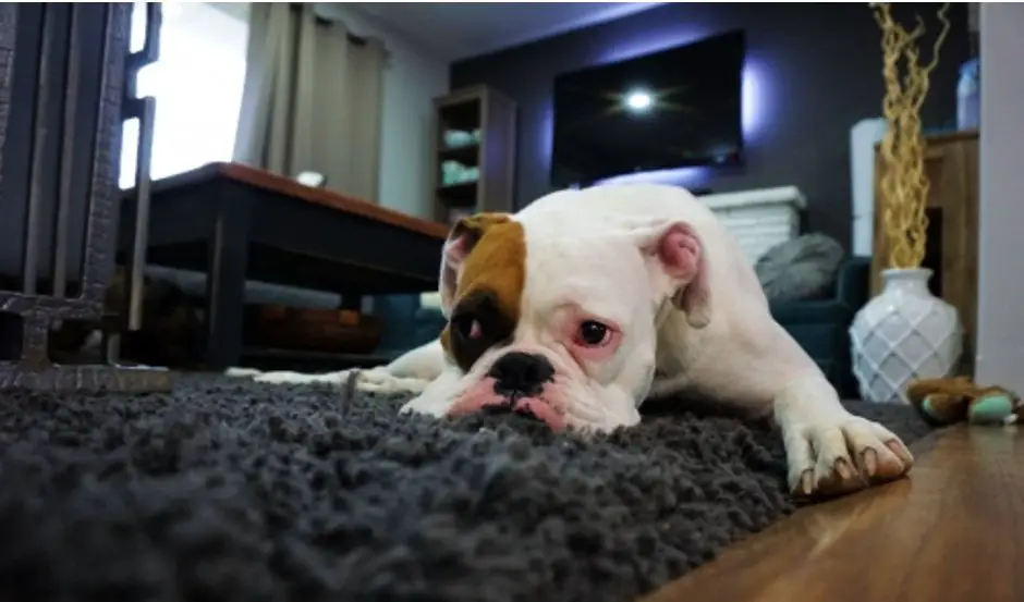 English bulldog hot shop spot treatment