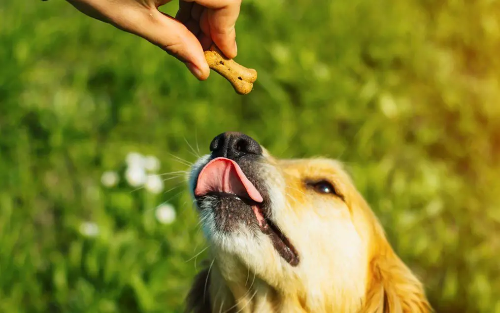 best dog treat flavors organic