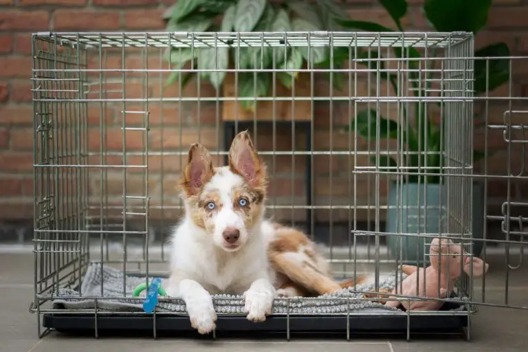How To Choose The Best Dog Crate For Your Dog – Top 5 Amazing Crates Of 2023