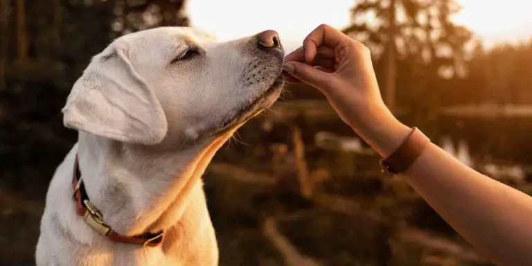 6 Best Organic Dog Treats They’ll Surely Love