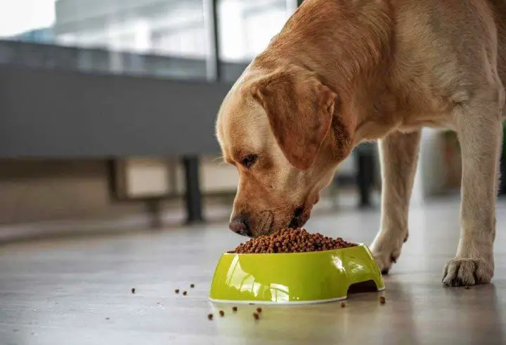 dog foods for dogs with allergies