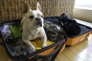 travel with dog to spain