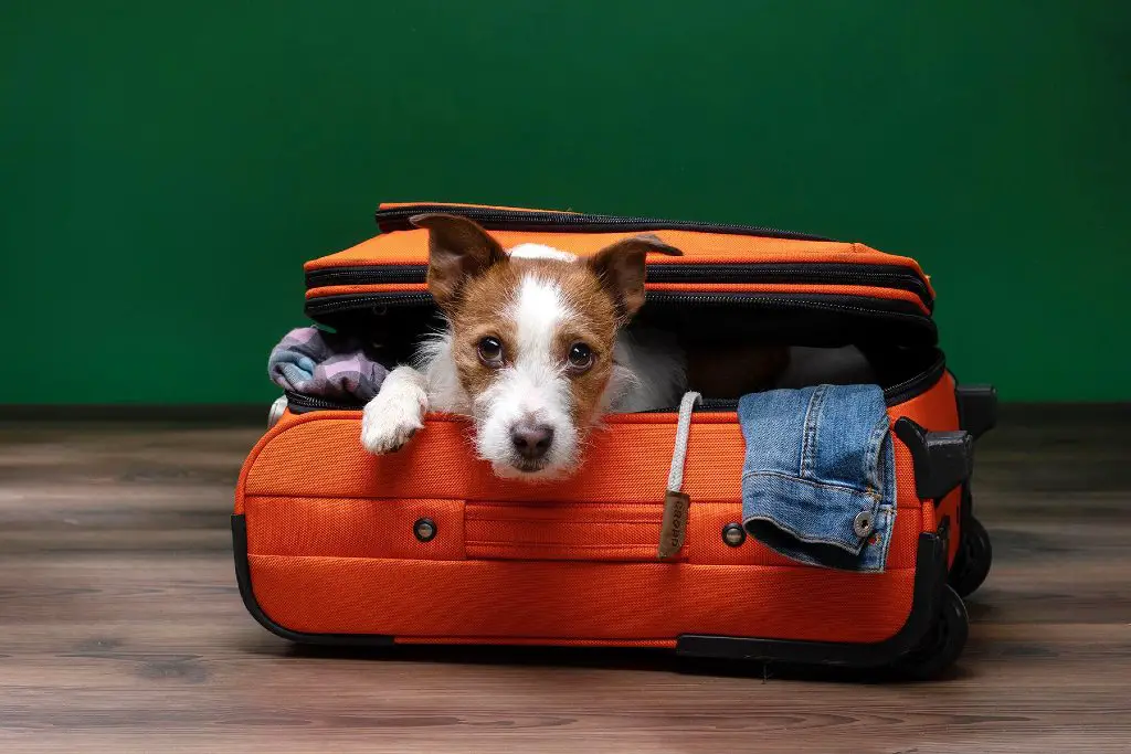 how can i travel with my dog