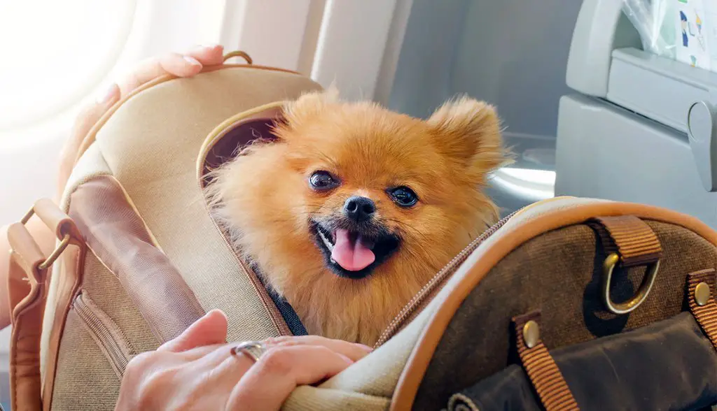 best dog travel