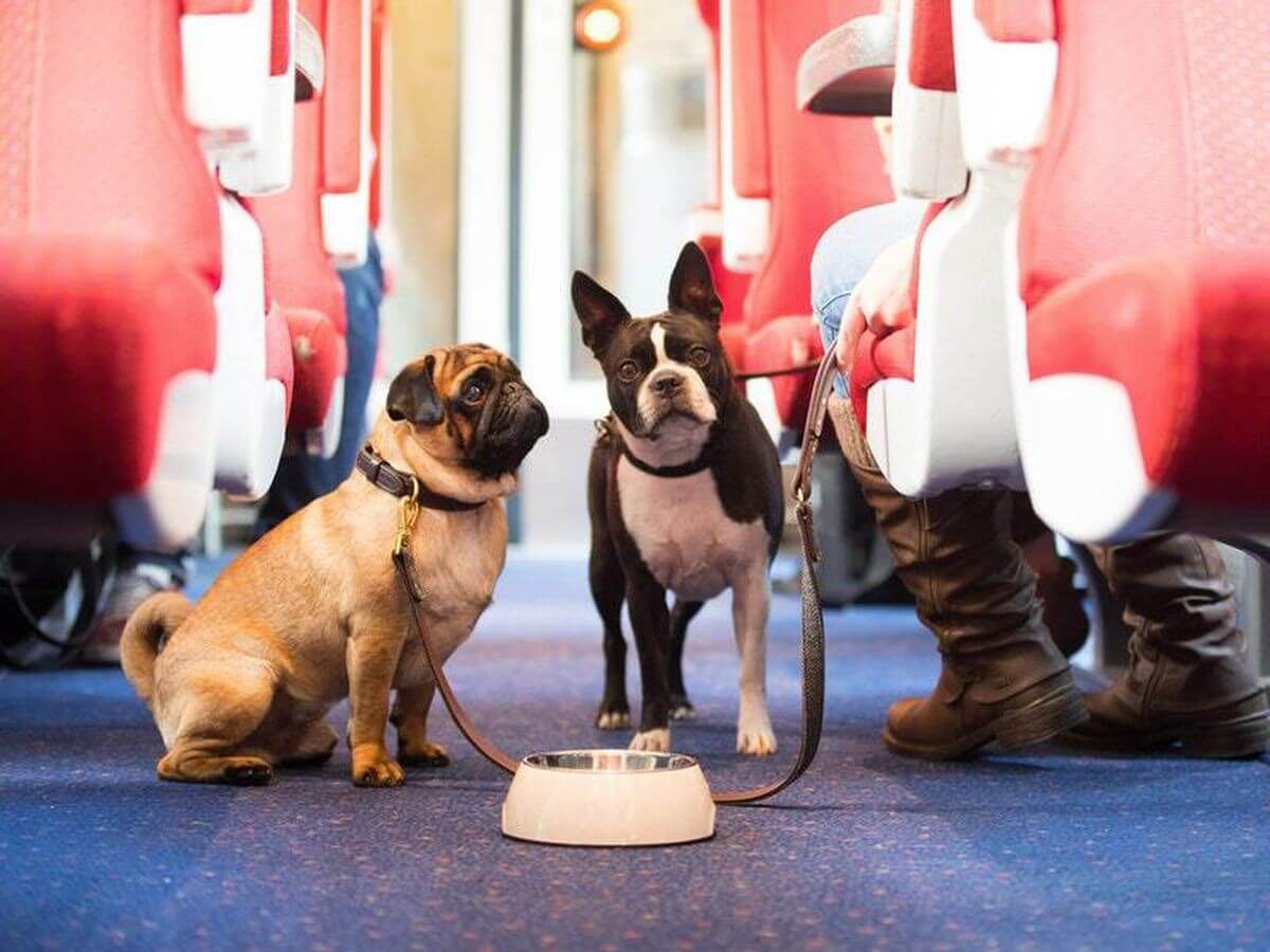 traveling with dogs on trains