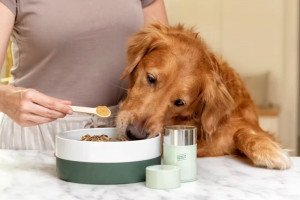 nutrition powder for dogs