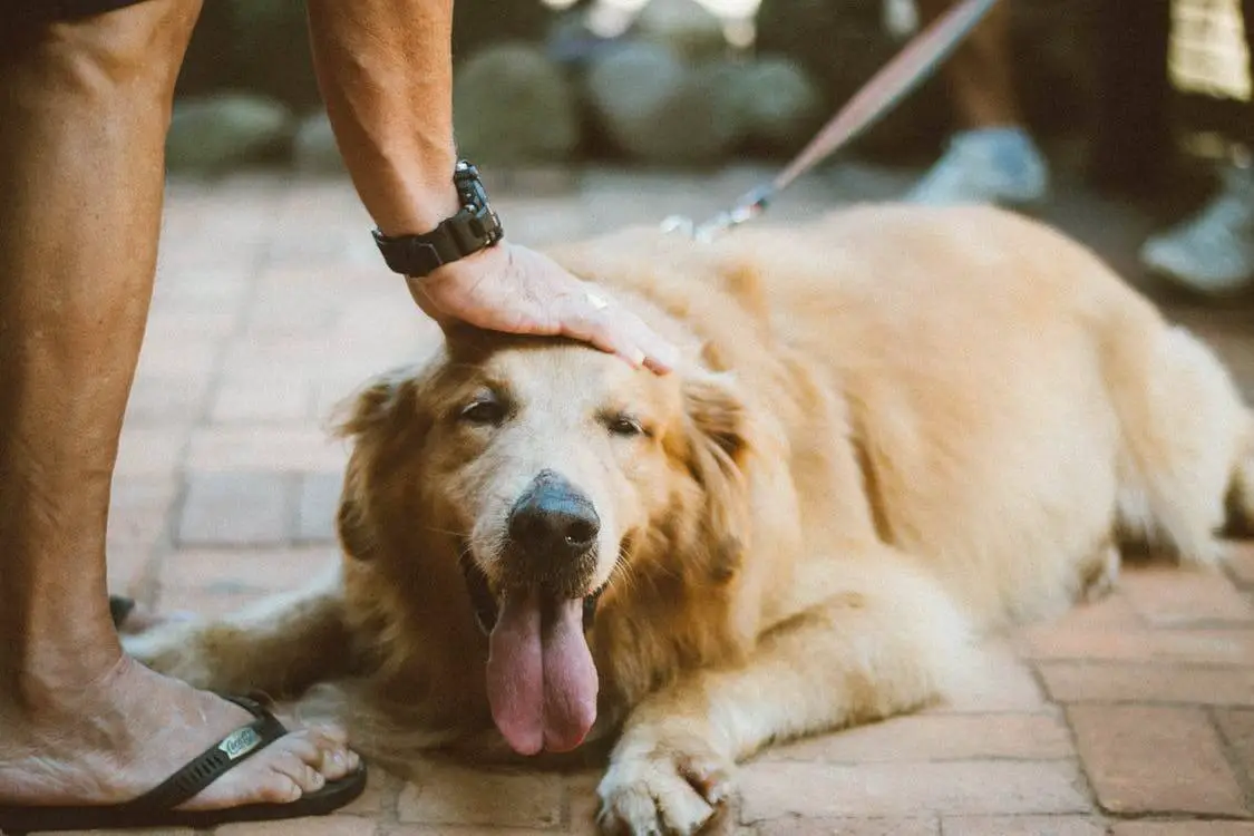 pexels photo 1870301 1 1 5 Tips on How to Keep Skin Health for Dogs 