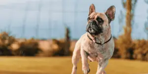 French Bulldogs' Health Problems