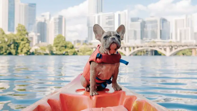 Top 10 Best Dog Life Jackets of 2023 Reviewed – Quick Guide to Help You Pick Out Your Right One