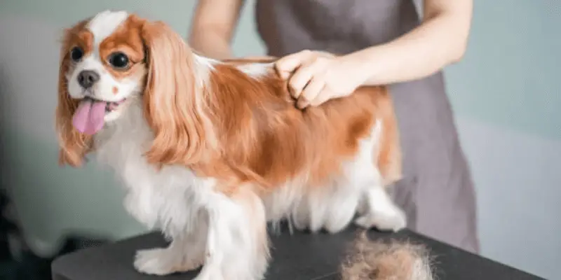 What is hand stripping in dog grooming