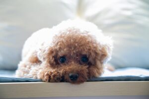 dog cooling mat