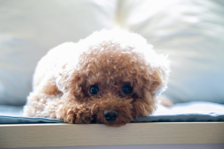 7 Best Dog Cooling Mat 2023 – What to Consider and Useful Tips to Keep Your Dog Cool