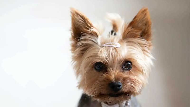 8 Dog Hair Loss Home Remedies