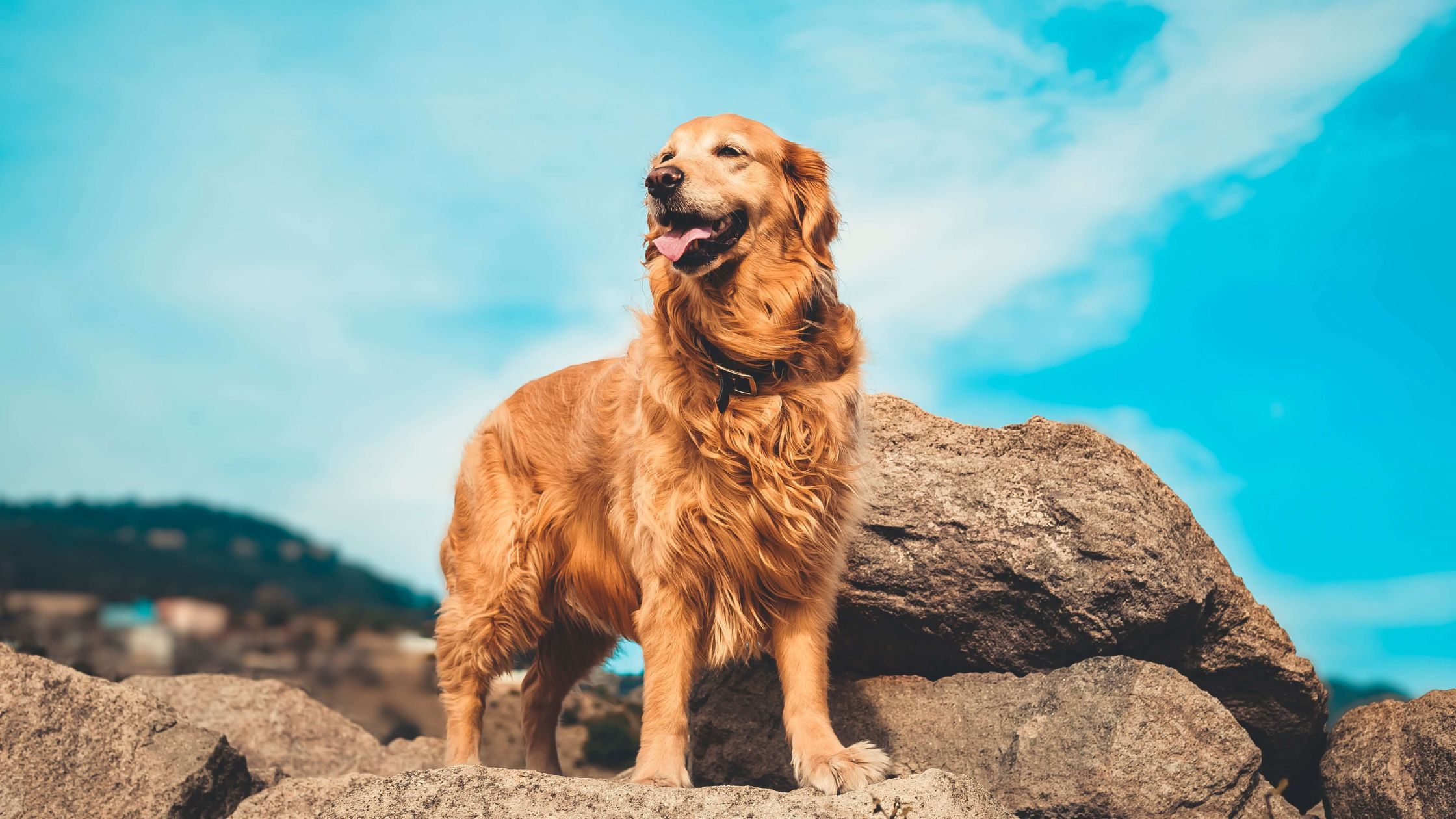 do golden retrievers make good house dogs