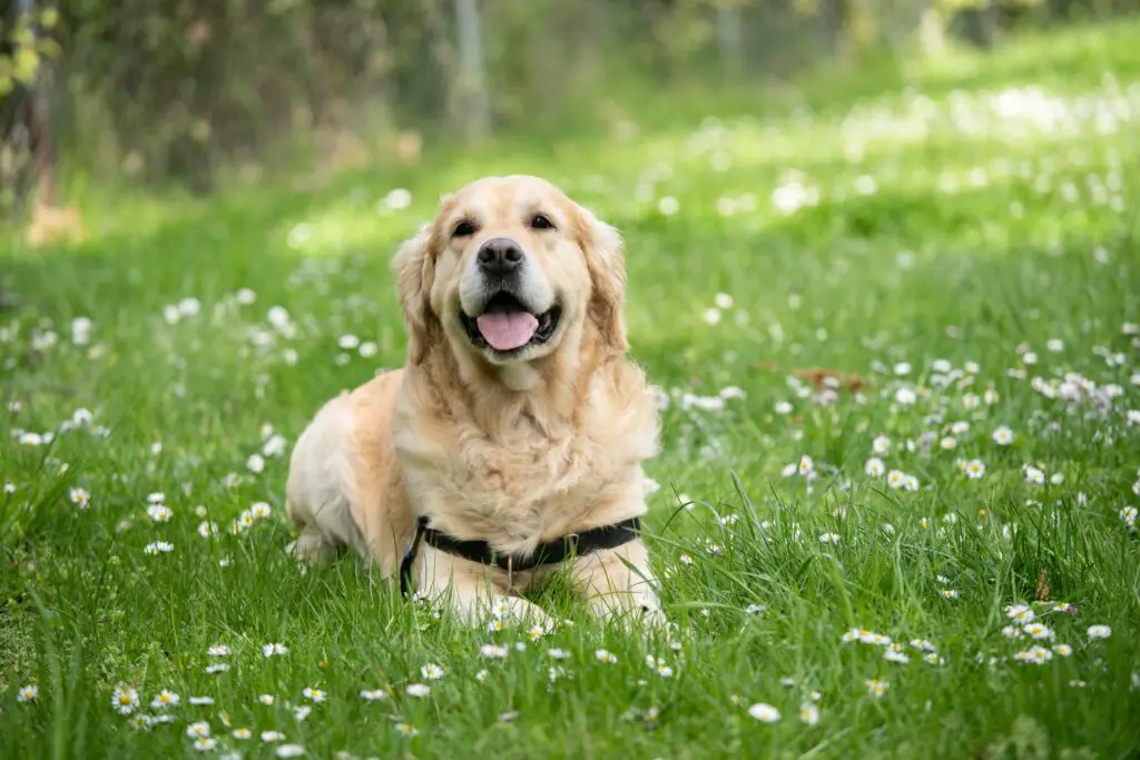 angel luciano LATYeZyw88c unsplash 1 1 Golden Retriever Lifespan: Everything You Need To Know