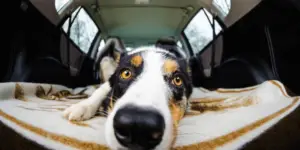 how to remove dog hair from car