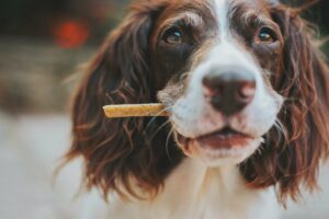 james lacy 5w3oIN 0Lzs unsplash 1 8 Dog Hair Loss Home Remedies - Useful Information and Tips