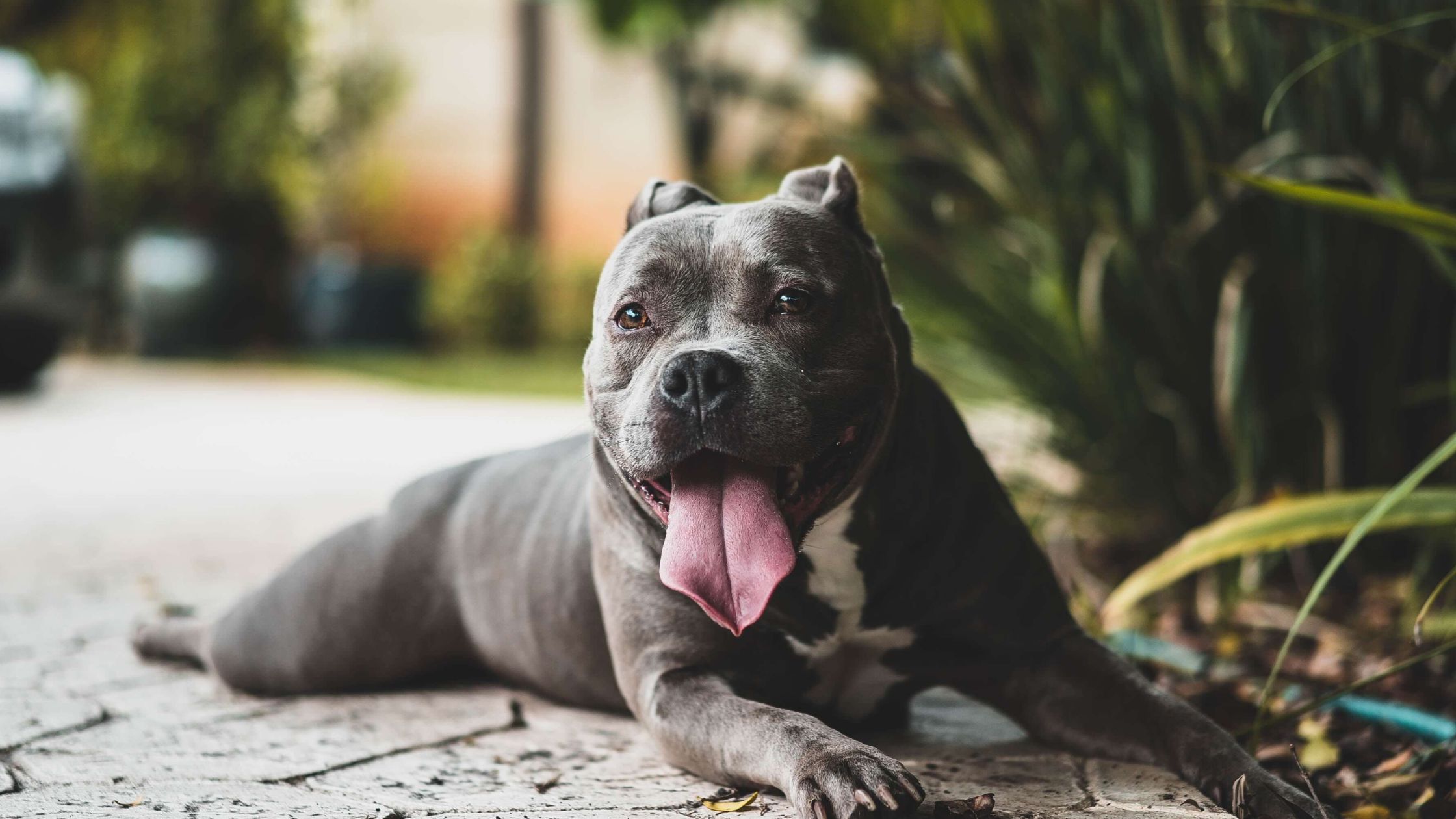 what should i look for in a pitbull puppy