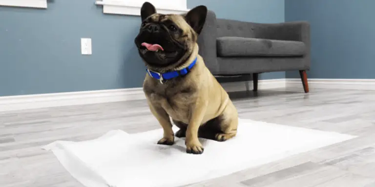 Puppy Pad Training: How Many Times Can a Puppy Pee on a Pad