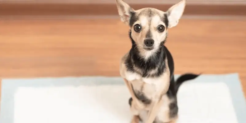 How Often Should I Change My Dog's Pee Pad: Know It Right 8 How often should I change my dog's pee pad