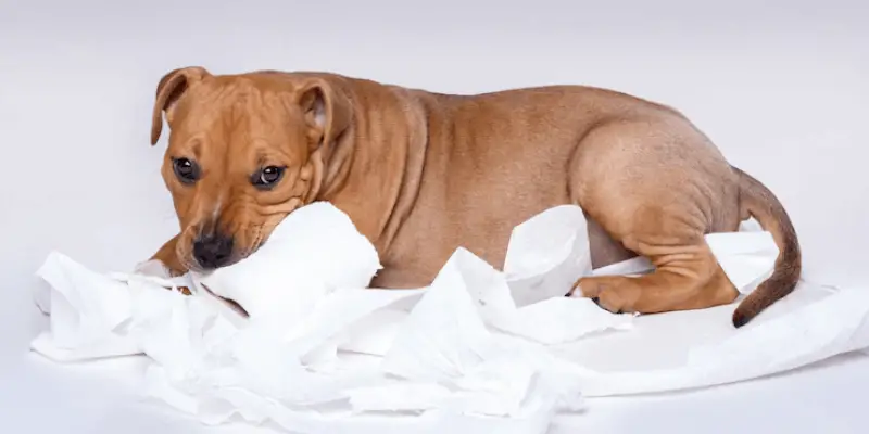 How Often Should I Change My Dog's Pee Pad: Know It Right 3 How often should I change my dog's pee pad